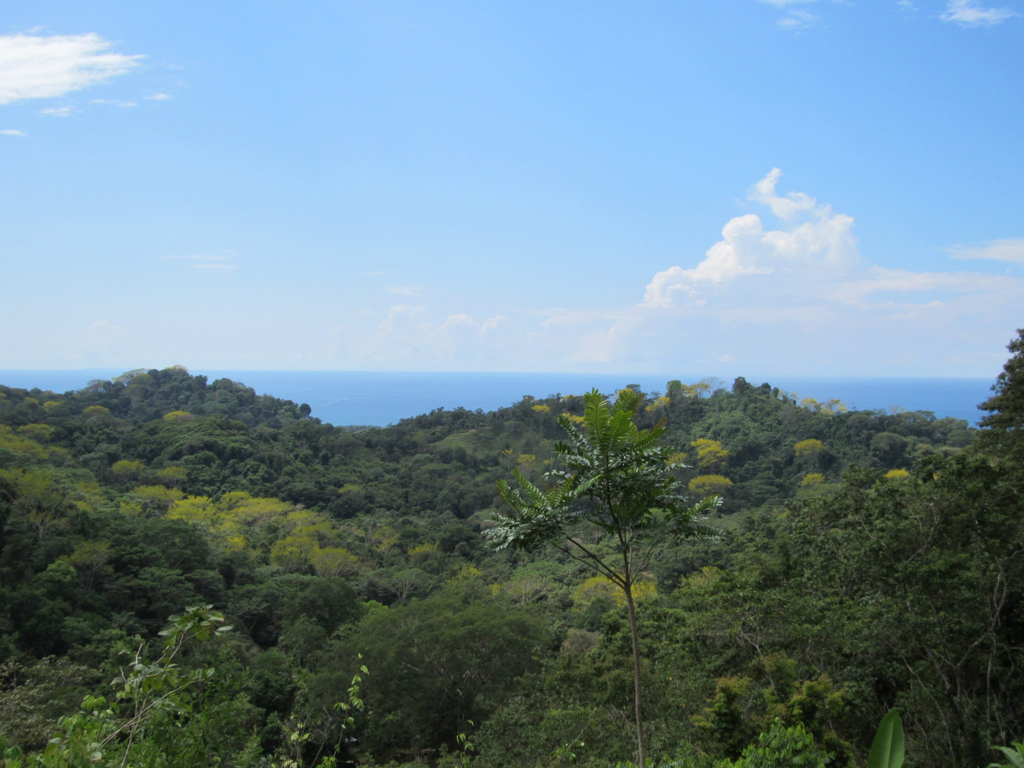3.9 ACRES - Beautiful Ocean View Property With Multiple Building Sites And Easy Access To Rivers!!!