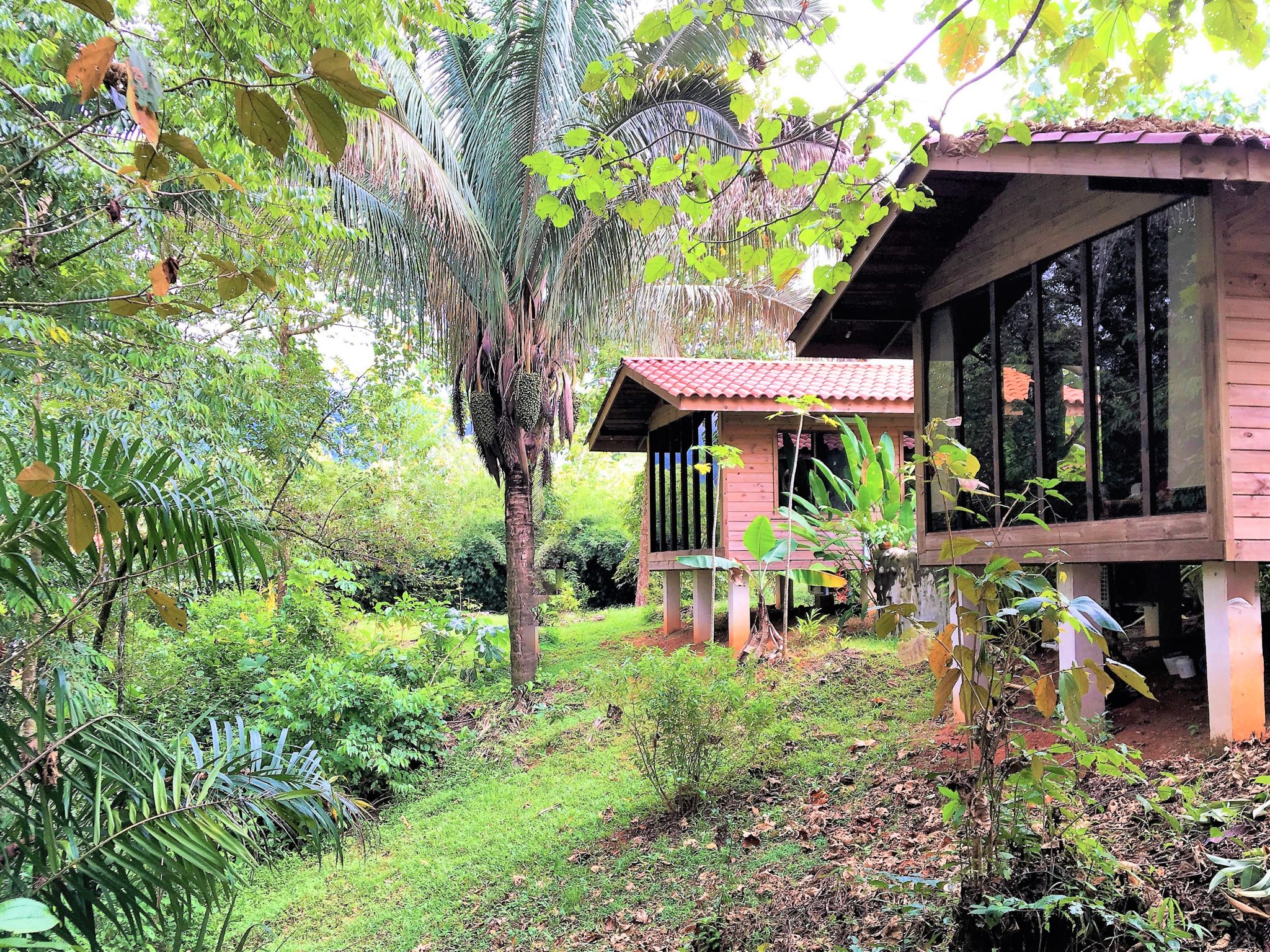 1.5 ACRES - 3 Bedroom Wooden Home With Pool On Beautiful Jungle Lot!!!!