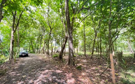 0.37 ACRES – Residential Lot, Walkable To Everything, Flat With Teak Wood Trees!!!!!!