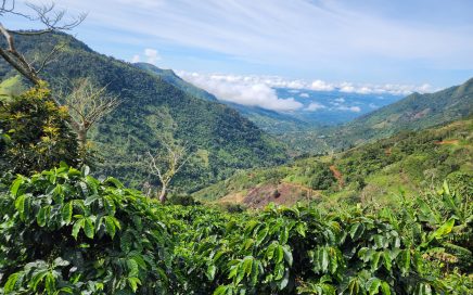 40 ACRES – Premier Coffee Estate with Spectacular Mountain Views With Water, Electricity And Internet!!!